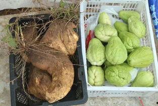 天台县网红吃瓜,揭秘当地美食文化新潮流 第2张 天台县网红吃瓜,揭秘当地美食文化新潮流 第2张