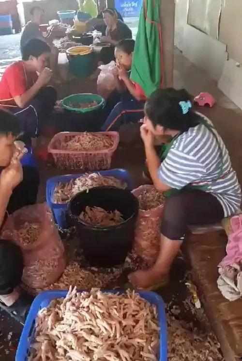 爆料鸡爪制作视频,自制美味鸡爪，跟随视频教程轻松学会！  第1张